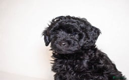 Mixed Breed dogs for sale: Havapoo. F1. Super healthy. - Image 5