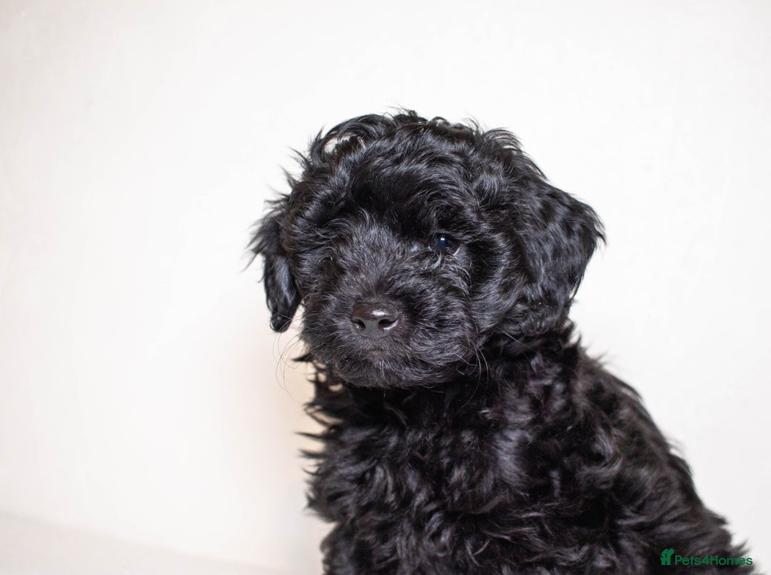 Mixed Breed dogs for sale: Havapoo. F1. Super healthy. - Image 5