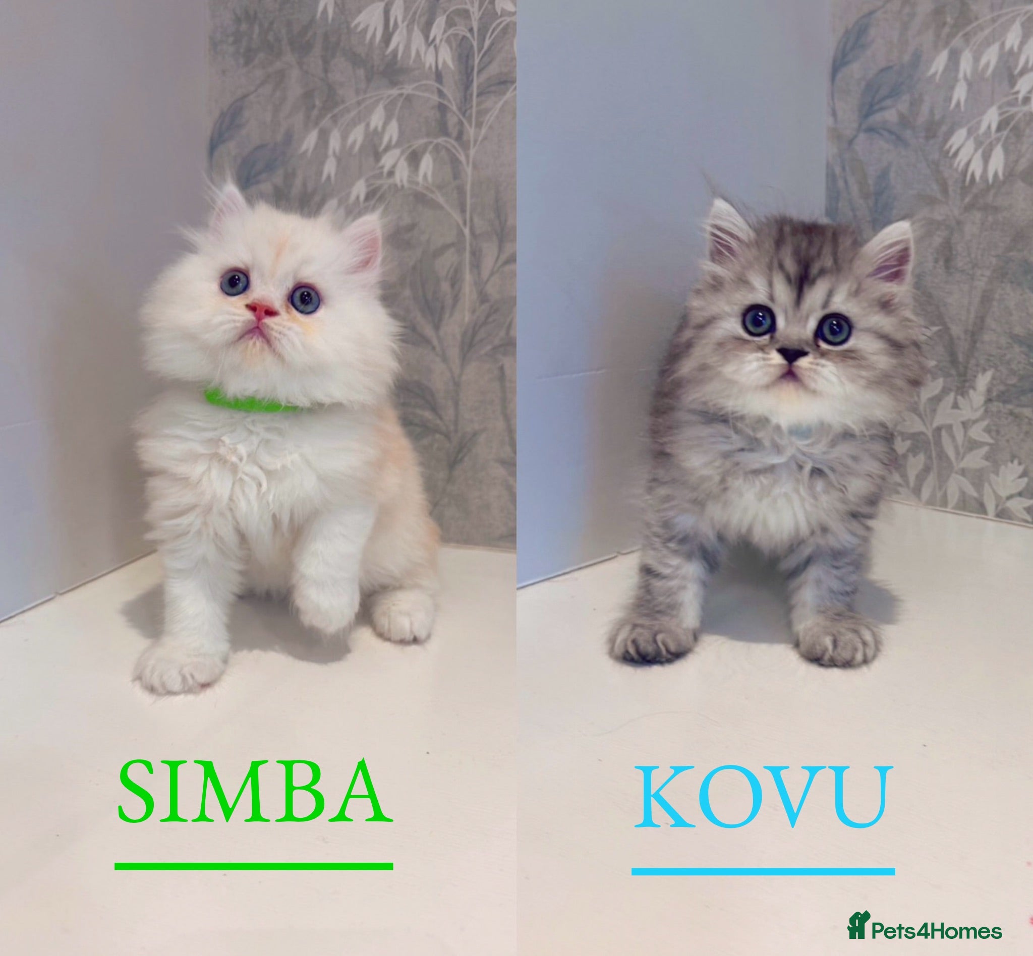 Persian cats 🐾 Stunning Pure Persian Kittens – Simba & Kovu 🐾 - Advert 1
