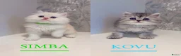 Persian cats for sale: 🐾 Stunning Pure Persian Kittens – Simba & Kovu 🐾 - Advert 1