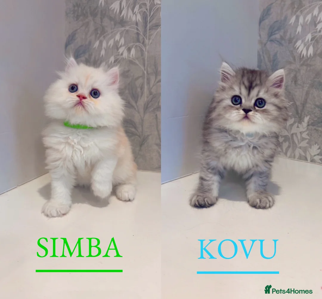 Persian cats for sale: 🐾 Stunning Pure Persian Kittens – Simba & Kovu 🐾 - Advert 1