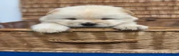 Chow Chow dogs for sale: DWKC CHOW CHOW MALE PUPS  - Advert 4