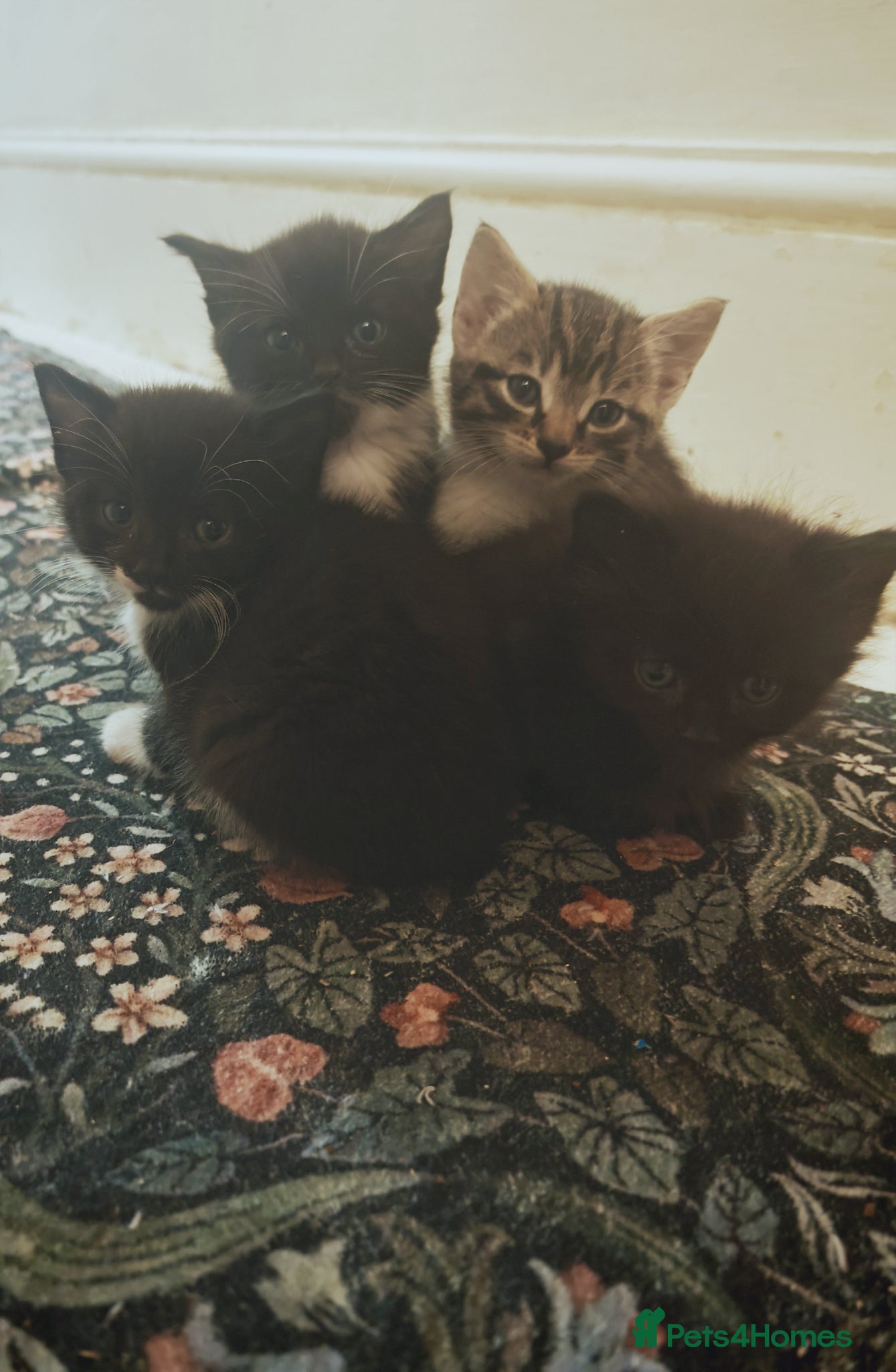Mixed Breed cats Four cute kittens a - Advert 1