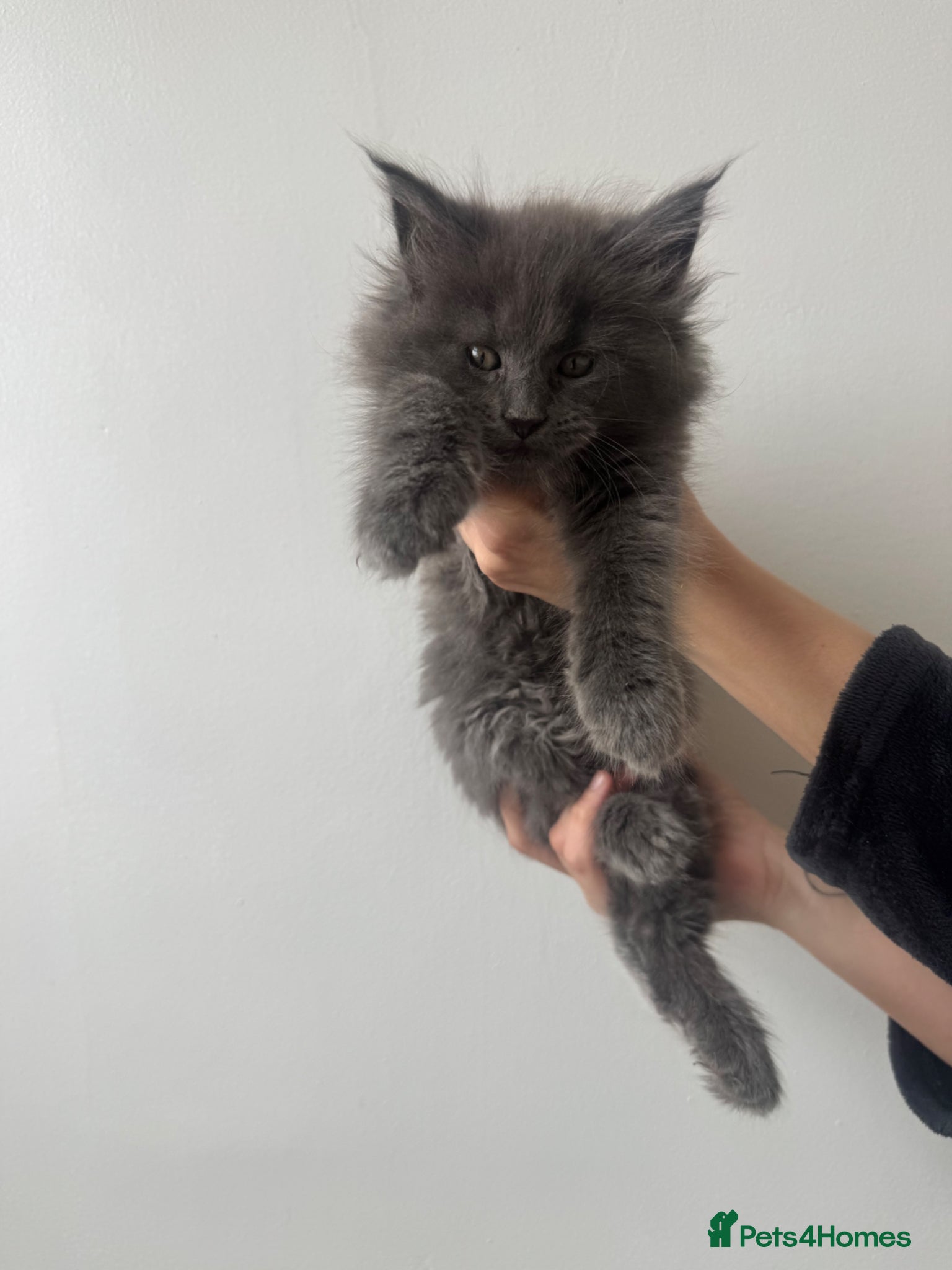 Maine Coon cats TICA Black&Blue Smoke Maine Coons - Advert 5