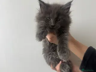Maine Coon cats TICA Black&Blue Smoke Maine Coons - Advert 5