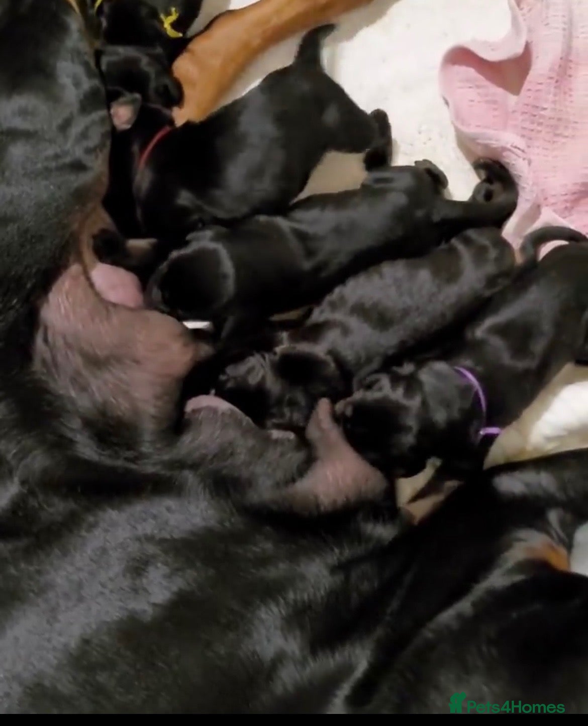 Dobermann dogs Lovely puppy sale  - Advert 1