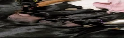Dobermann dogs for sale: Lovely puppy sale  - Advert 1
