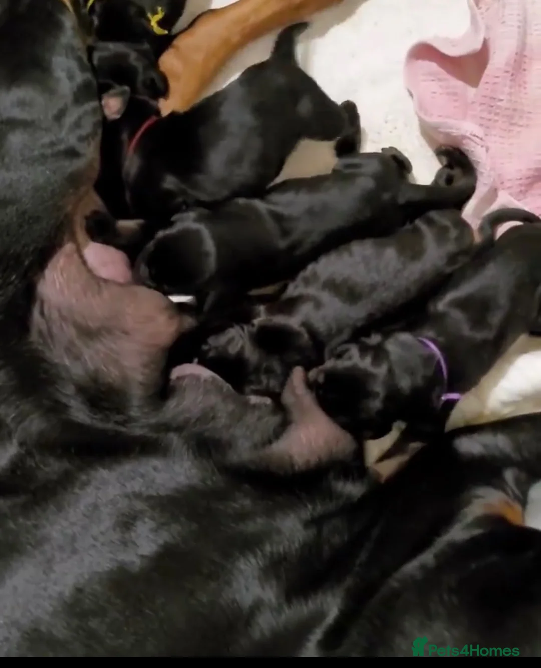 Dobermann dogs for sale: Lovely puppy sale  - Advert 1