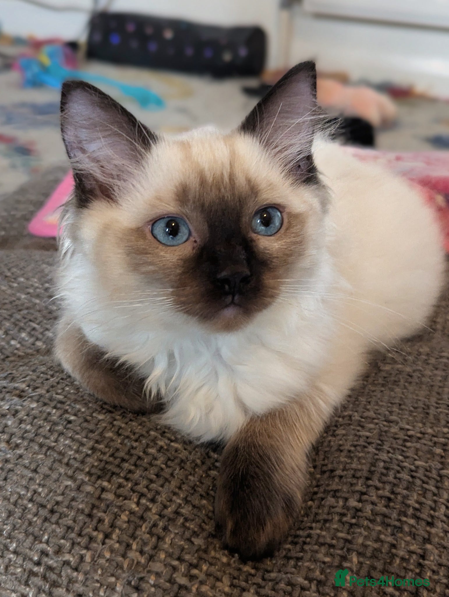 Ragdoll cats 🩵 READY NOW 🩵 LAST BOYS AVAILABLE! 🩵 - Advert 18