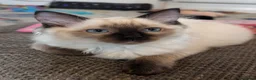 Ragdoll cats for sale: 🩵💖🩵READY FOR MY NEW HOME🥹🩵💖🩵  - Advert 19