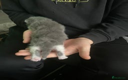 Mixed Breed cats for sale: Looking for loving home for  **   - Image 2