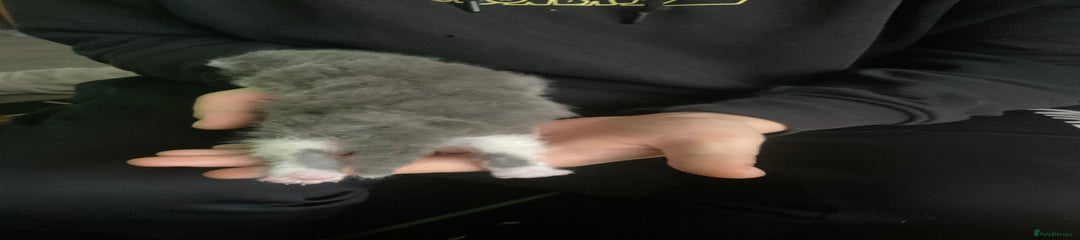 Mixed Breed Kitten 1