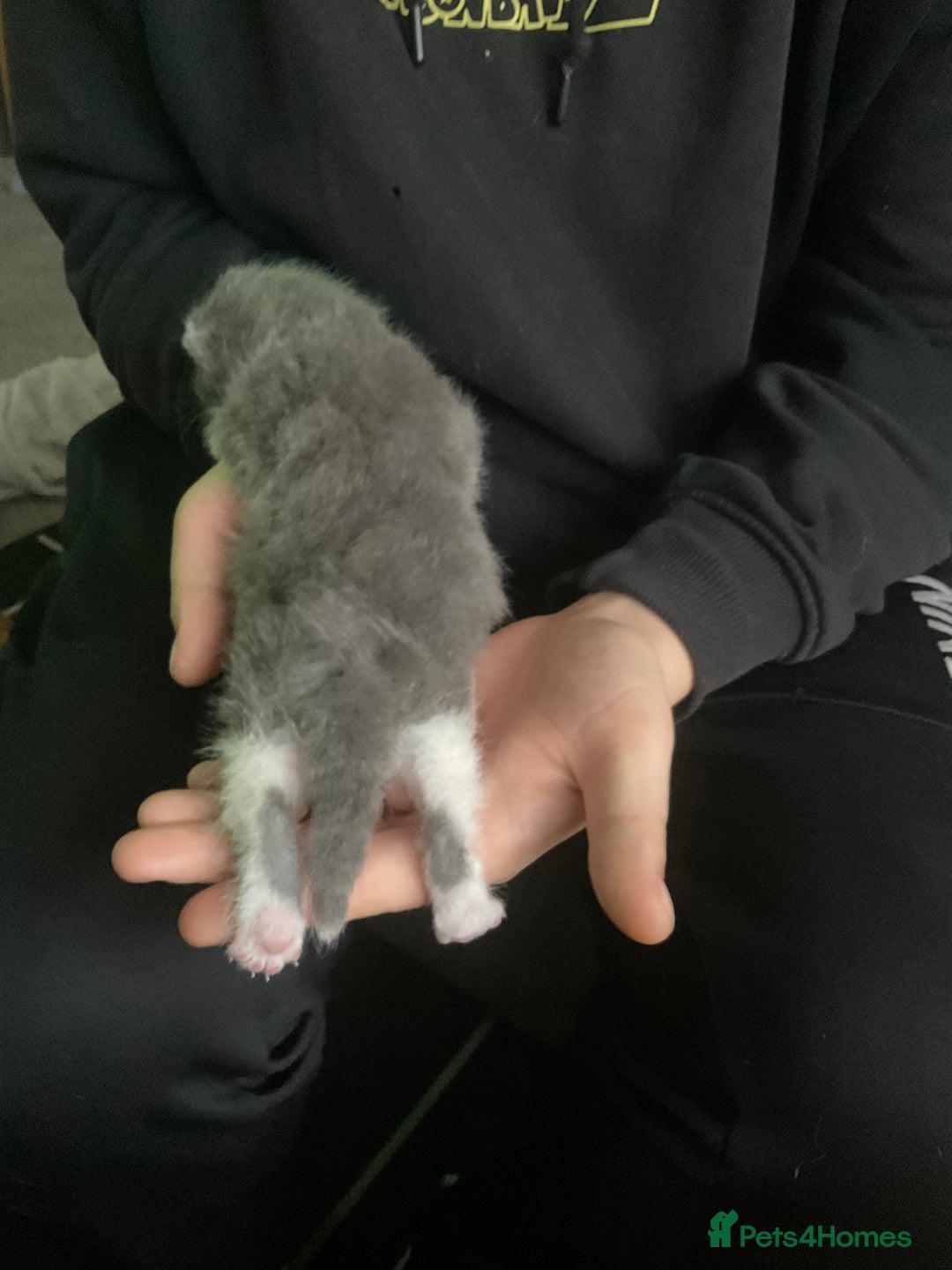 Mixed Breed cats for sale: Looking for loving home for  **   - Image 2