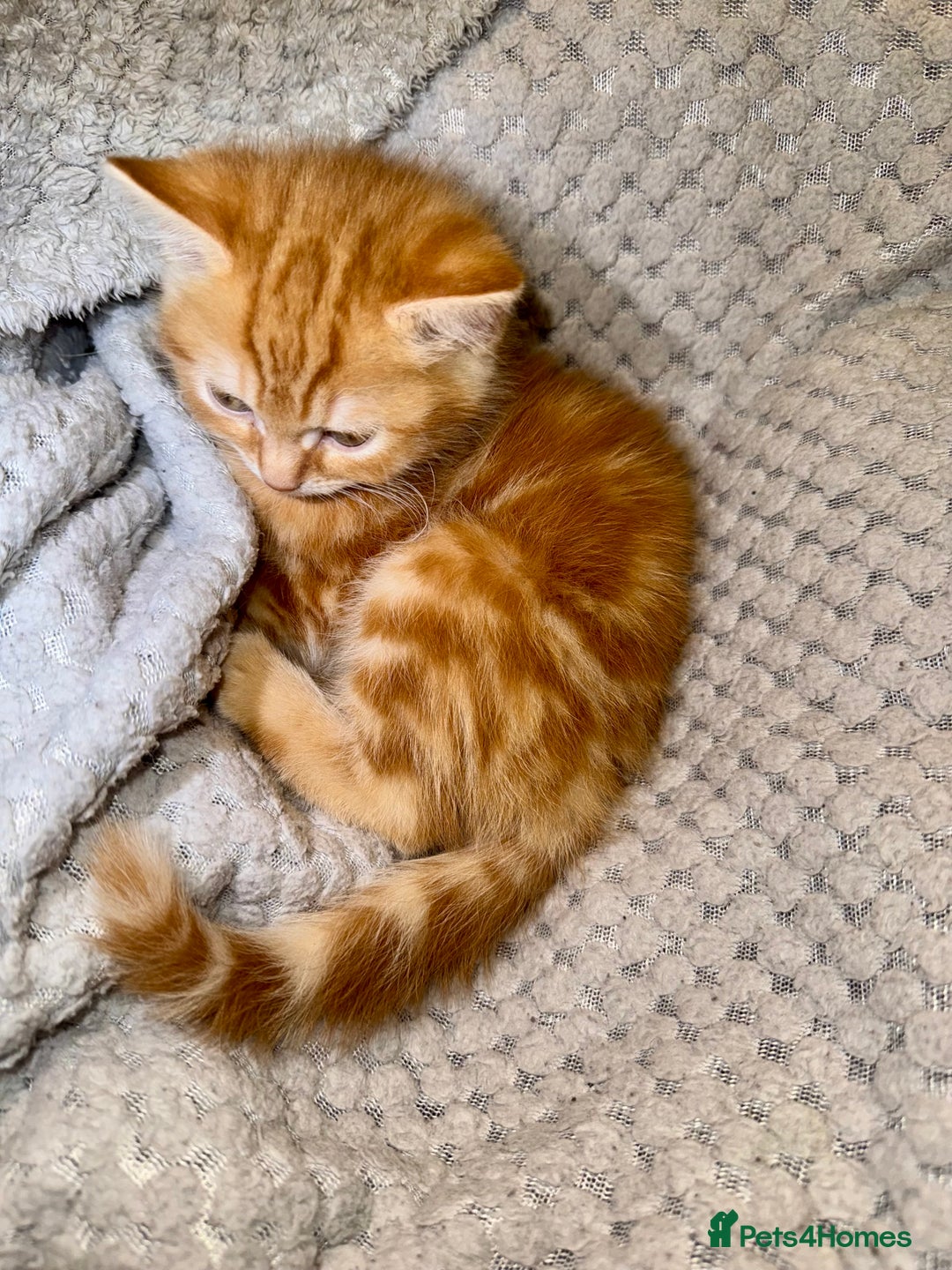 Domestic Shorthair cats for sale: Real life Garfield🤩 - Image 18