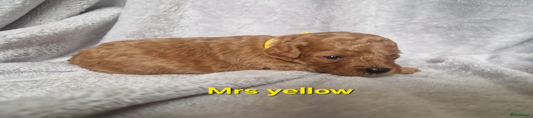 Mrs yellow