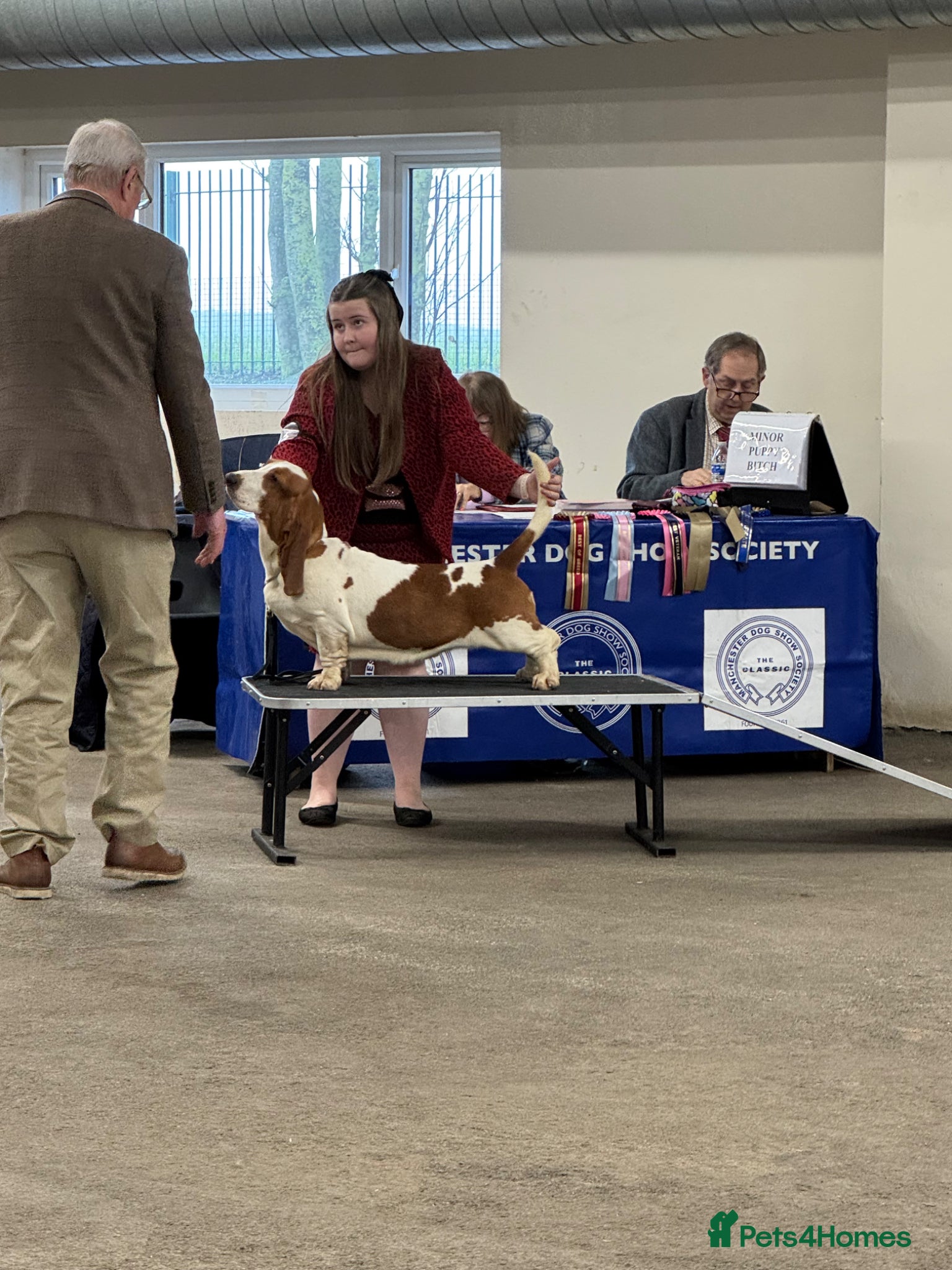 Basset Hound dogs Basset Hound Female 12 Months Old - Advert 14