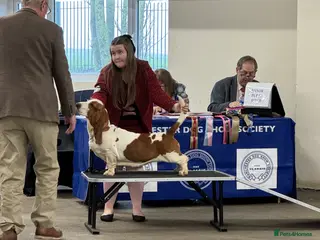 Basset Hound dogs Basset Hound Female 12 Months Old - Advert 1