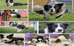 Border Collie dogs for sale: WINNING CRUFTS COMPETITORS. KC REG, HEALTH TESTED - Image 25