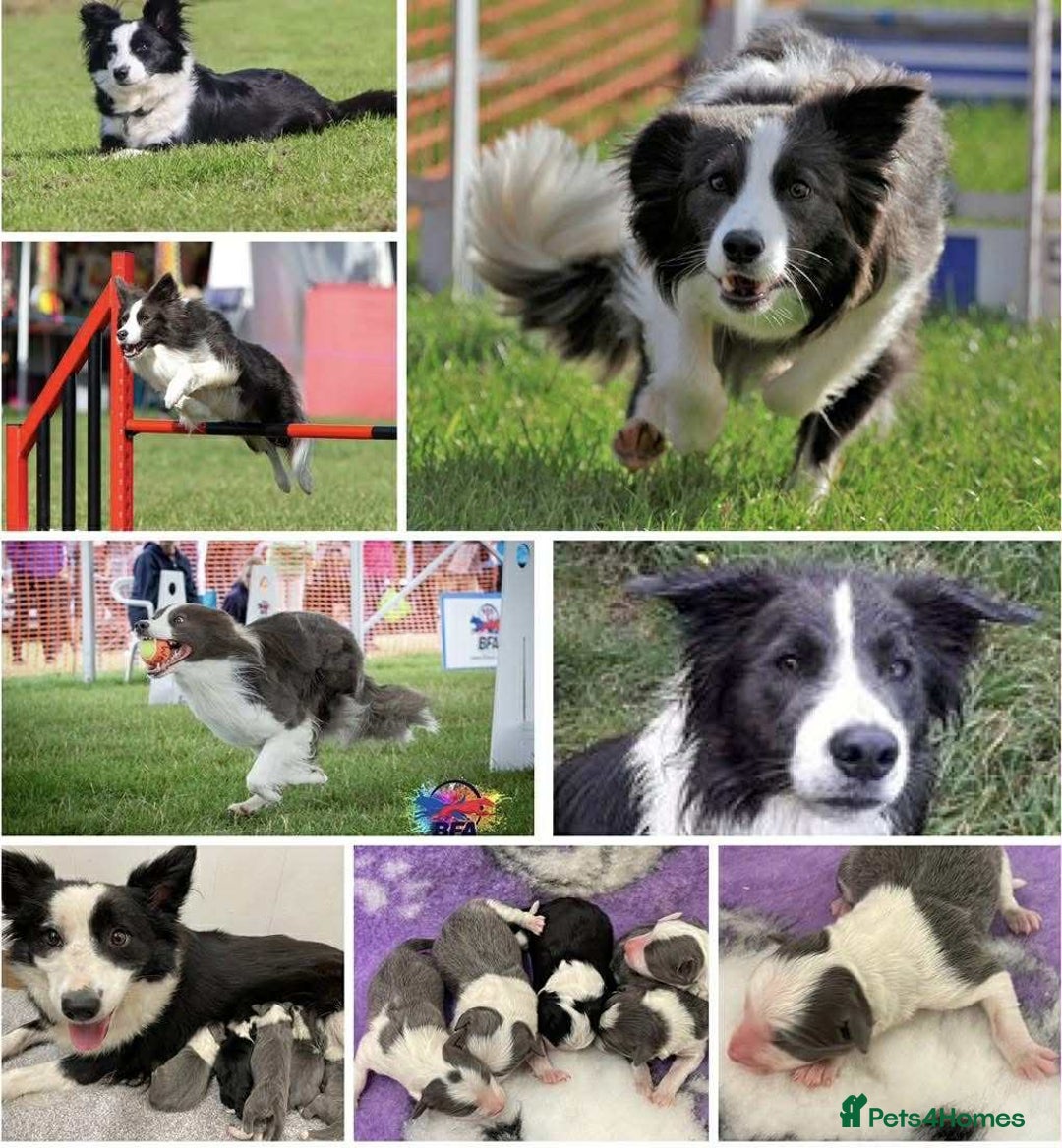 Border Collie dogs for sale: WINNING CRUFTS COMPETITORS. KC REG, HEALTH TESTED - Image 25