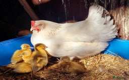 Ducks poultry for sale: White Sussex Hen with 5 Ducklings  - Image 4