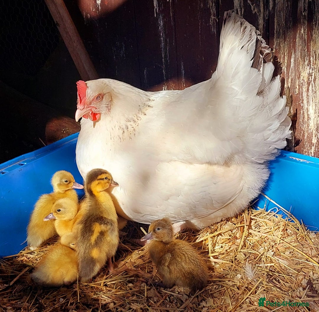 Ducks poultry for sale: White Sussex Hen with 5 Ducklings  - Image 4