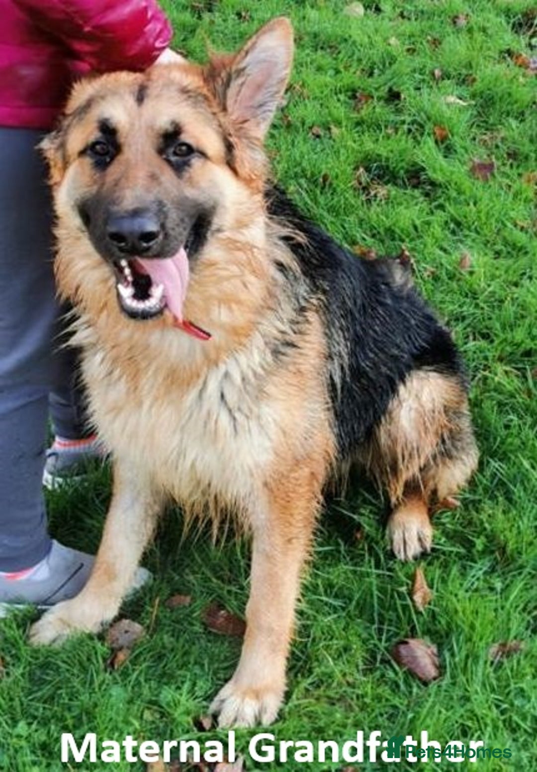 German Shepherd dogs for sale: Rare All-Black GSD Girls - Parents Owned & Present - Advert 6