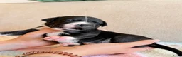 Staffordshire Bull Terrier dogs for sale: Gorgeous staffordshire bull terrier puppies - Advert 9