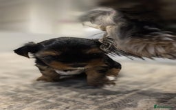 Yorkshire Terrier dogs for sale: Yorkshire terrier  - Image 13