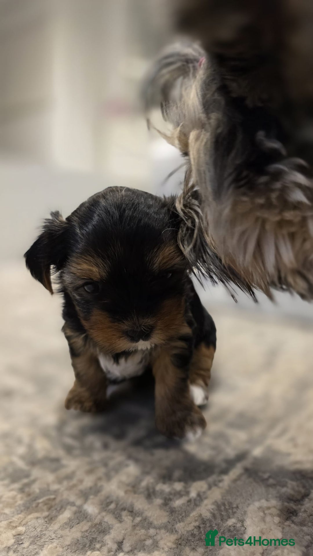 Yorkshire Terrier dogs for sale: Yorkshire terrier  - Image 13