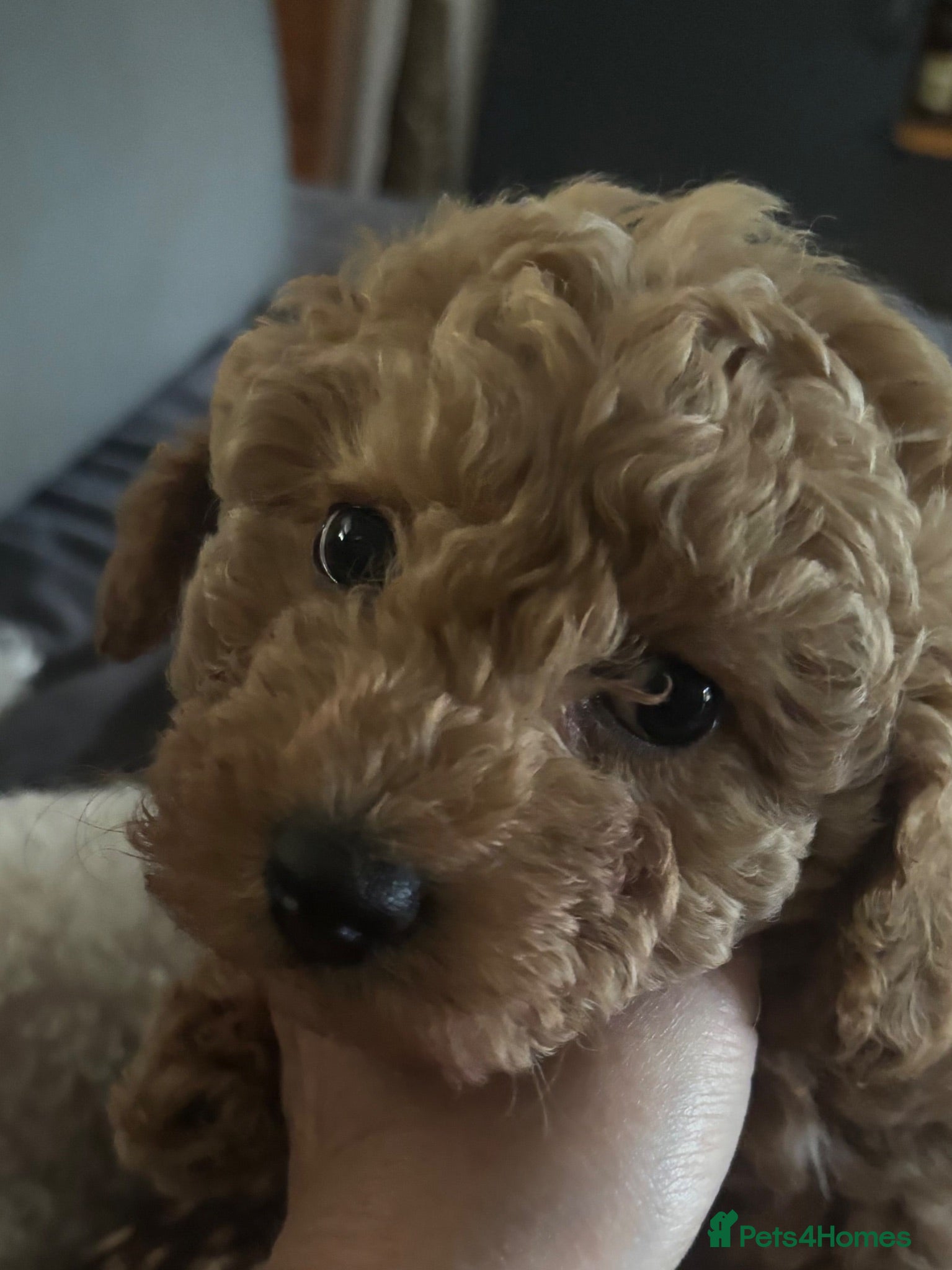Poochon dogs 1 GOLDEN BOY POOCHON -Rupert the Bear-CHESHIRE  - Advert 2