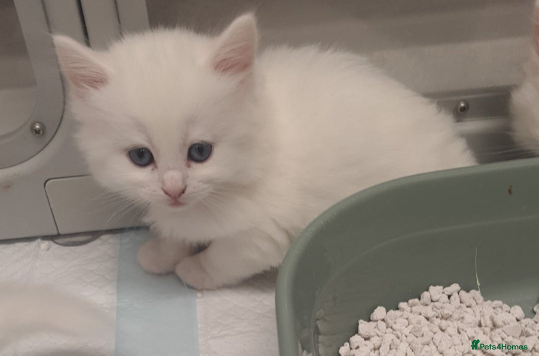 Turkish Angora cats Stunning Angoradoll kittens  - Advert 1