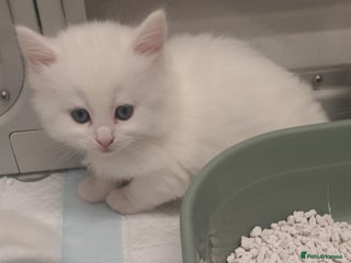 Turkish Angora cats Stunning Angoradoll kittens - Advert 15