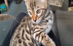 Bengal cats for sale: Ready Now last male left - Image 16