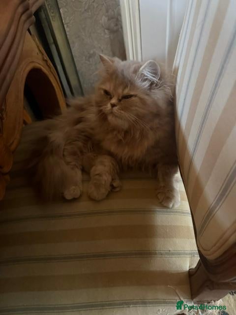 Persian cats Pure-bred Persian Girl - Ready Now - £450 - Advert 1