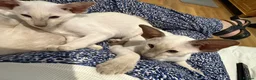 Siamese cats for sale:  Gccf registered Siamese’s  - Advert 16