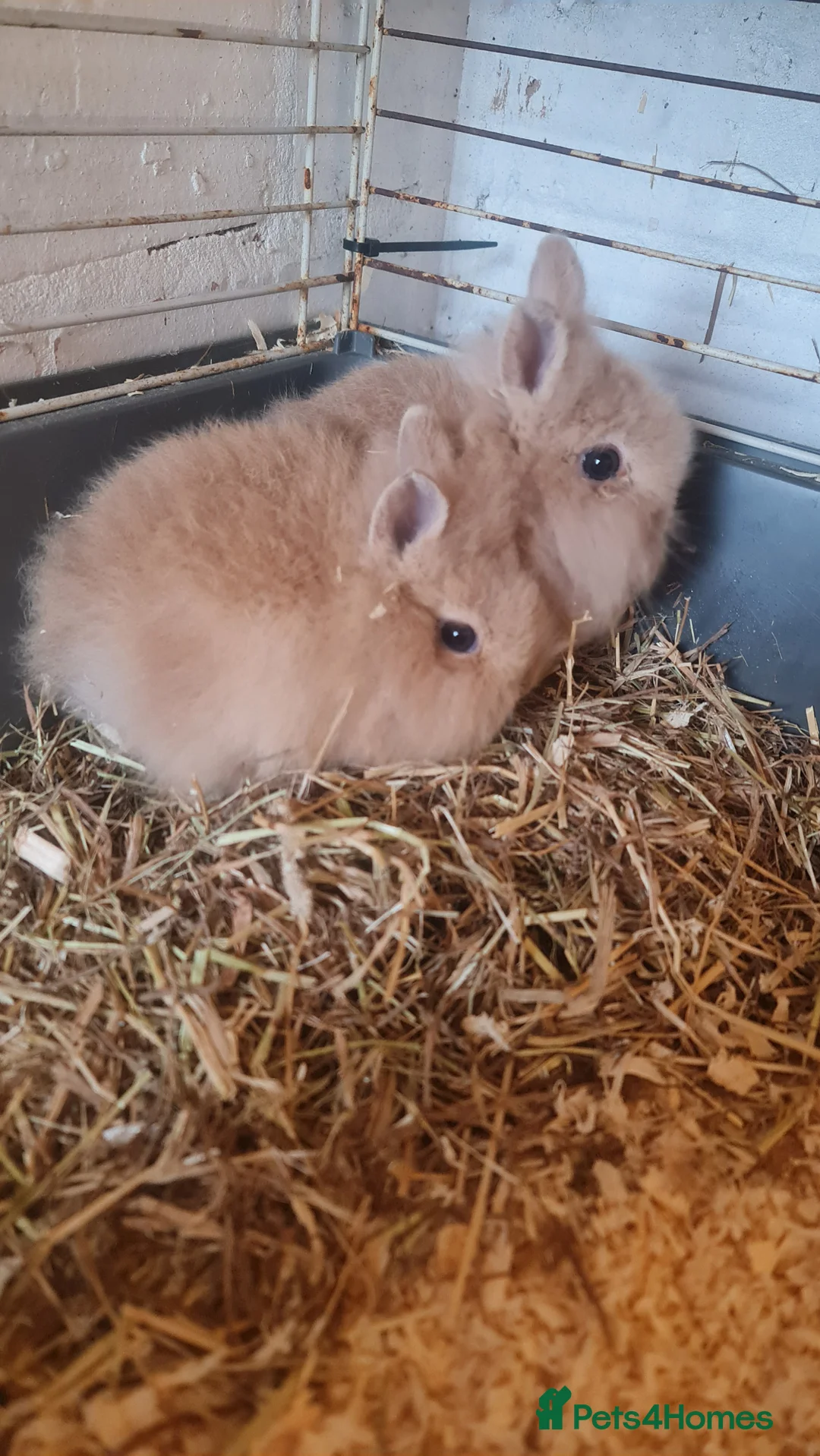Angora rabbits for sale: Baby angora bunnies *** 1 male left *** - Advert 1
