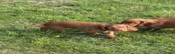 Cocker Spaniel dogs for sale: FTCH CHAMPION WORKING COCKERS  in Nottingham - Advert 7
