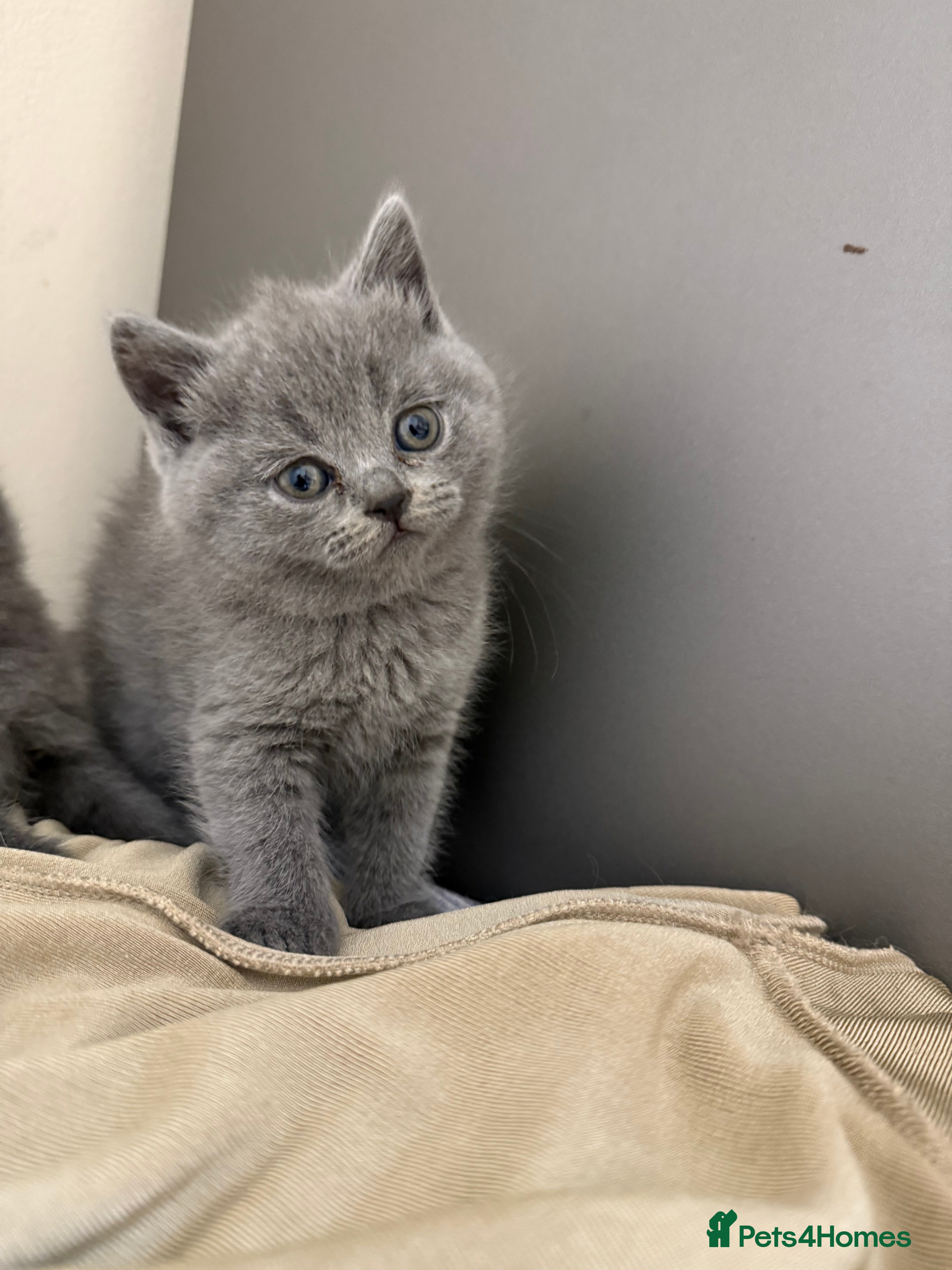 Scottish Fold cats Scottish fold&straight kittens ready for reservati - Advert 4