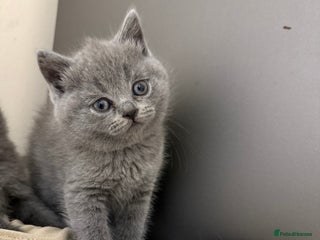 Scottish Fold cats Scottish fold&straight kittens ready for reservati - Advert 4