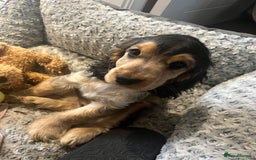 Cocker Spaniel dogs for sale: **waiting list now open** Quality show spaniels  - Image 11