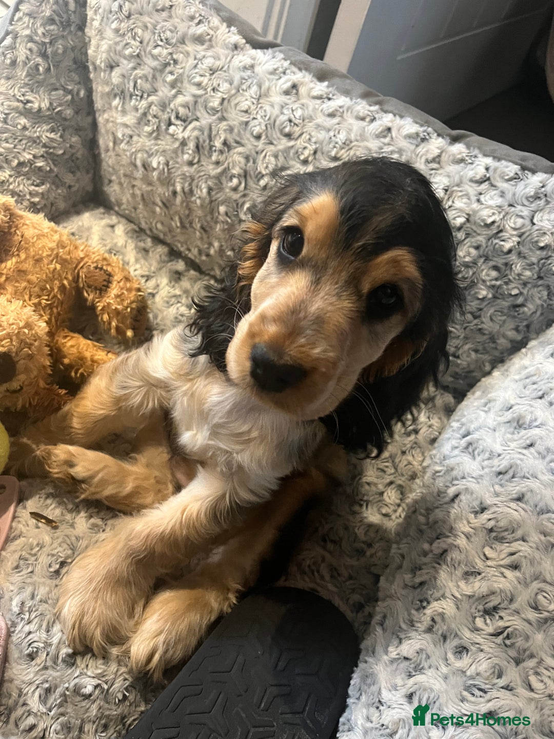 Cocker Spaniel dogs for sale: **waiting list now open** Quality show spaniels  - Image 11