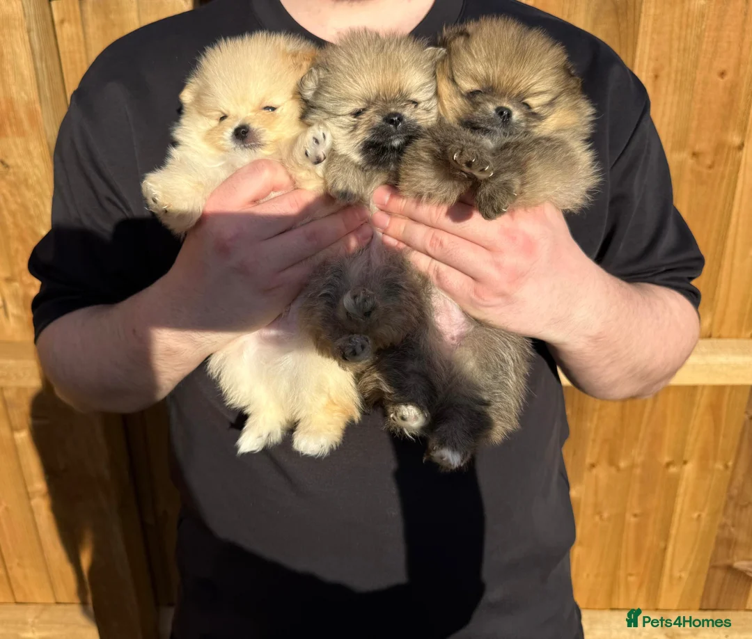 Pomeranian dogs for sale: Pure-Breed Mini Pomeranians  - Advert 2