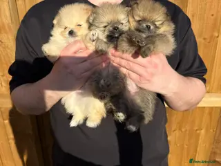 Pomeranian dogs Pure-Breed Mini Pomeranians - Advert 1