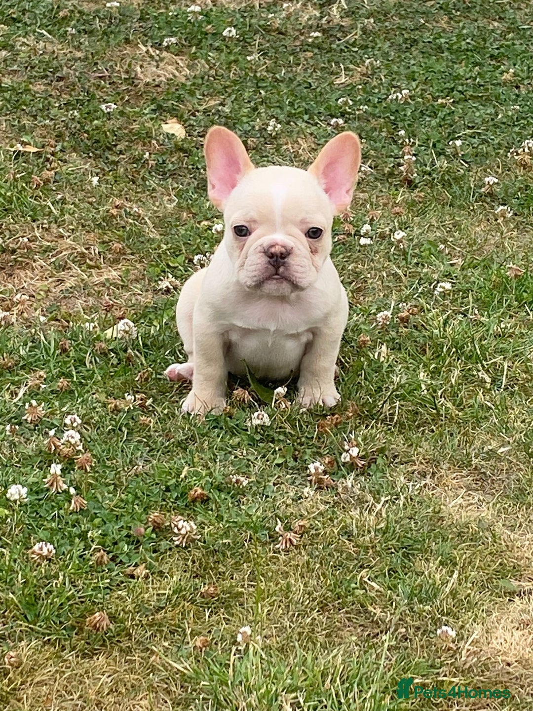 French Bulldog dogs for sale: 🐾 Beautiful French Bulldog Puppies 🐶 - Image 5