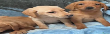 Labrador Retriever 2
