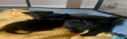 Domestic Shorthair cats for sale: 2 Males left! Black kittens ready 24th June!  - Advert 9