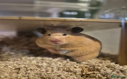 Hamster rodents for sale: Stunning cream pedigree syrian 4.5 months old - Image 1