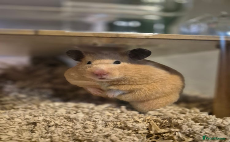 Hamster rodents - Advert 1