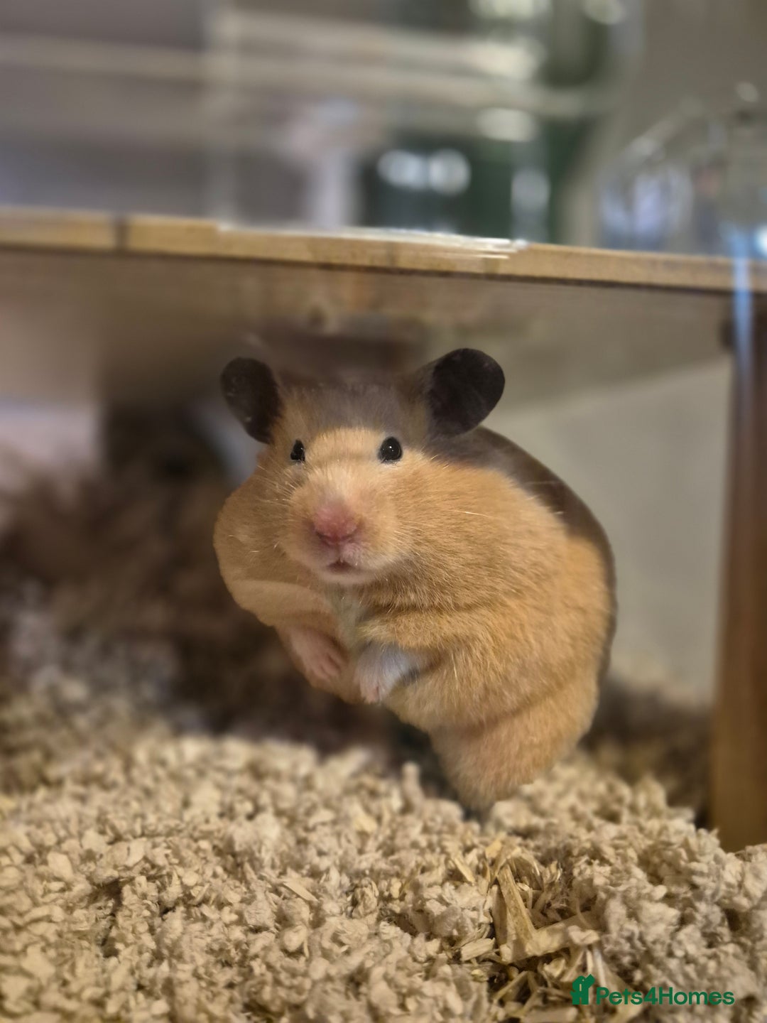 Hamster rodents for sale: Stunning cream pedigree syrian 4.5 months old - Image 1