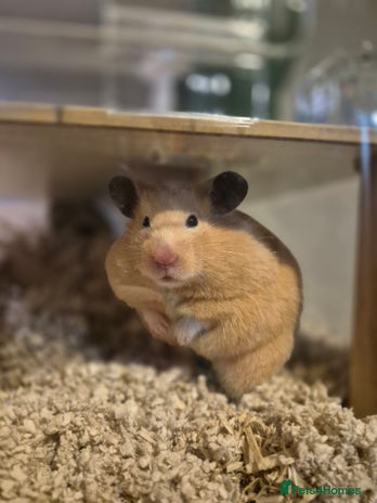 Hamster rodents - Advert 15